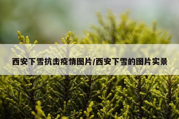 西安下雪抗击疫情图片/西安下雪的图片实景