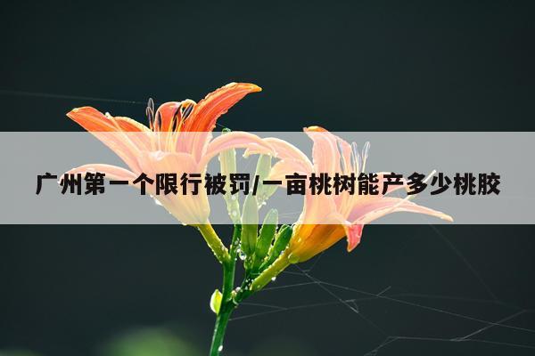 广州第一个限行被罚/一亩桃树能产多少桃胶